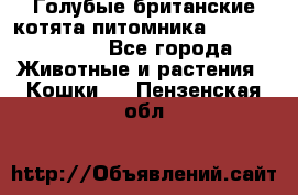 Голубые британские котята питомника Silvery Snow. - Все города Животные и растения » Кошки   . Пензенская обл.